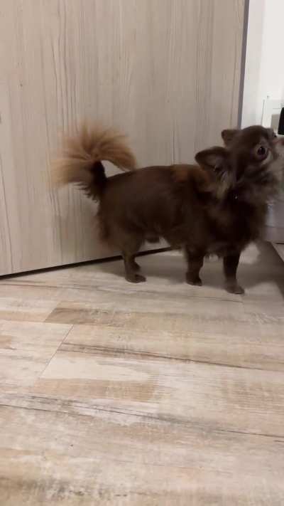 Small dog, big attitude