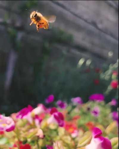 So my new place came with a big garden bed, took me a year to learn to how kinda garden but now all I want to do is take videos of bee&rsquo;s and tend to my flowers!