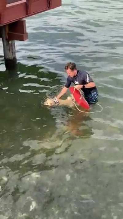 Shiba&rsquo;s first swim