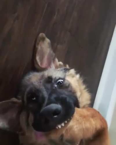 Dog.exe has stopped working