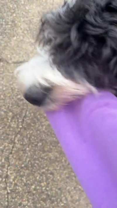 8 month old bernedoodle Kash likes to &ldquo;take me&rdquo; outside