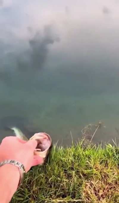 Save the fish