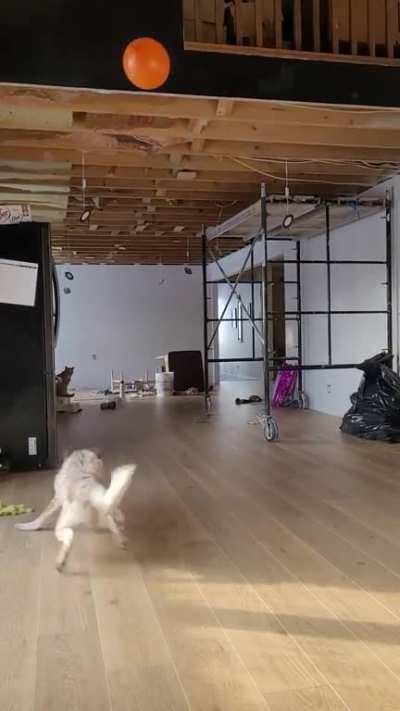 My heeler found my daughter's helium balloon and has been doing this for 10 min. Ignore the lack of kitchen, we are working on that