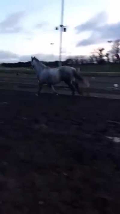 Spring is in the air 🐎🐎🐎