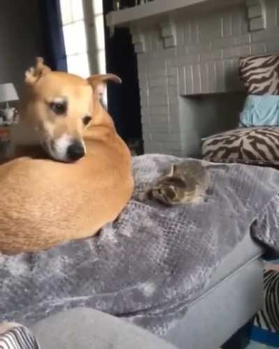 Eye contact startles smol kitten