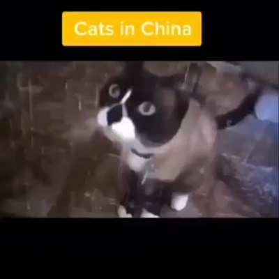 Cats in different regions.