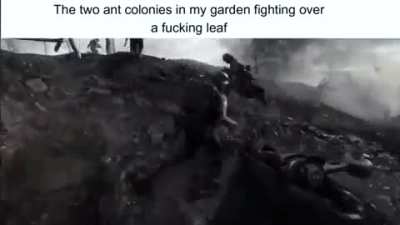 ant rules