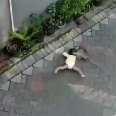 Macaco ladr&atilde;o fds