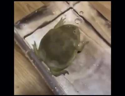 MAN DROWNS FROG AND HE FUCKING DIES