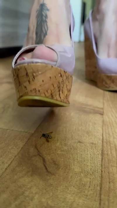 Wasp crush