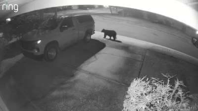 Another visitor