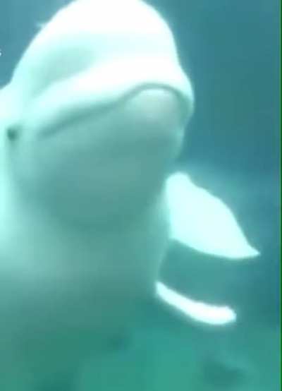 Beluga