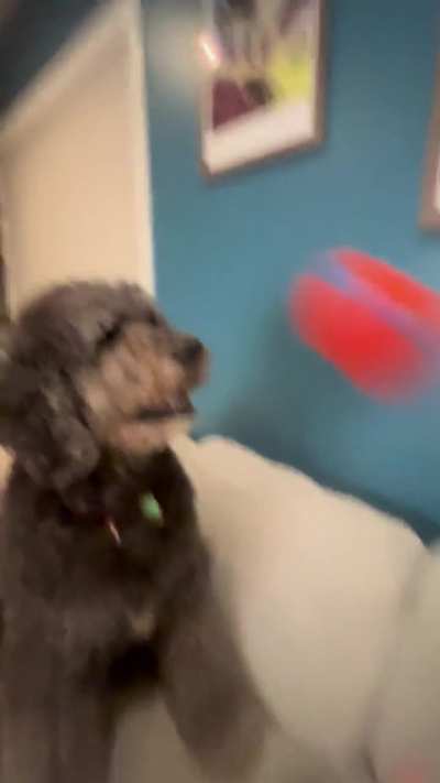 I don&rsquo;t know what happened to my dog for a second there.