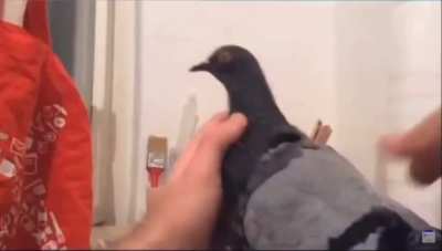 pigeon!