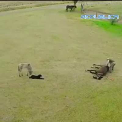 Horse front flips