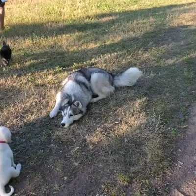 Bashers Got To Play With Some Puppies!