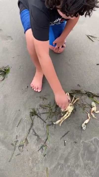 Grabbing a dead crab&rsquo;s claw