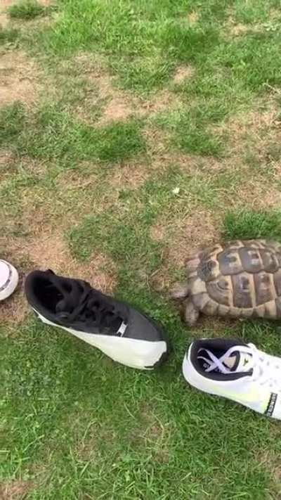 Tommy vs black shoe disguised as white shoe.