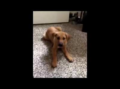 doggo said the best word around... Nig