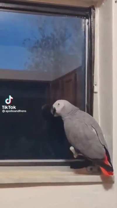 Parrot