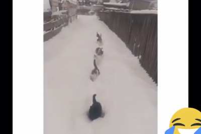 Снежные коты