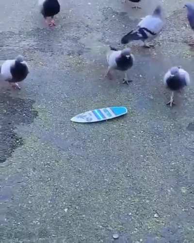 Street birbs