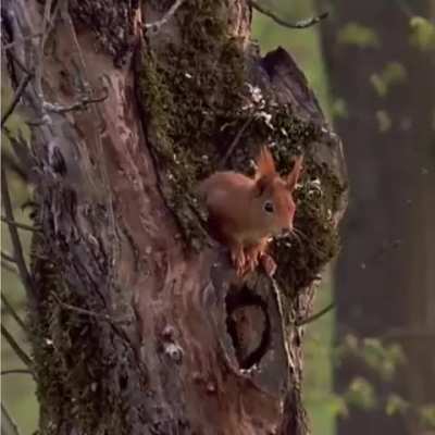 A squirrel sleeping in his nest