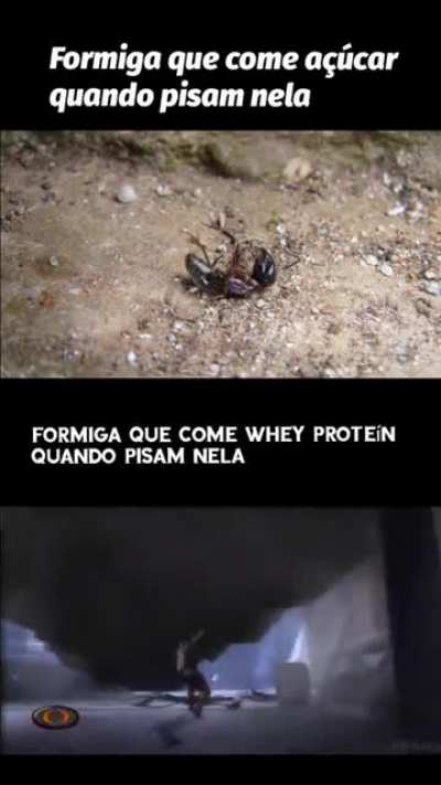 Formiga bombada