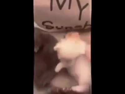 🐱
