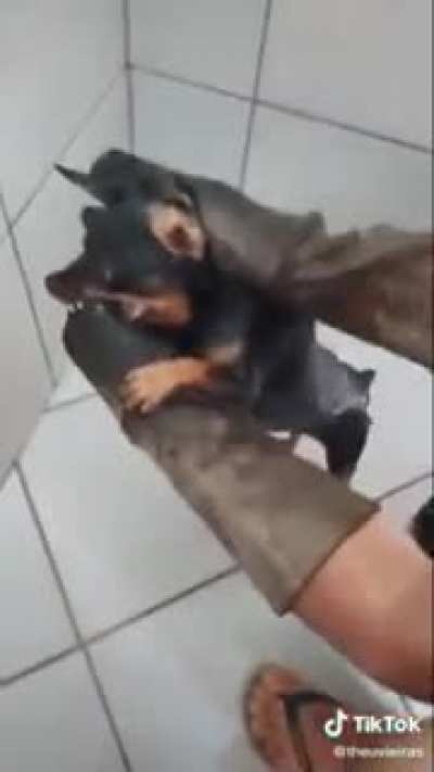 悪の中、祓魔師をお勧めします！ (Eu conhe&ccedil;o &oacute;timos exorcistas)