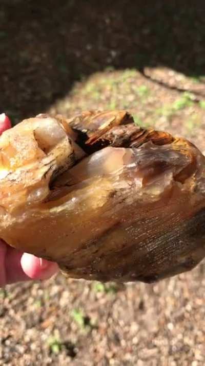 Rock or petrified wood? Found in south Texas. I&rsquo;ll add a few pics in comments.