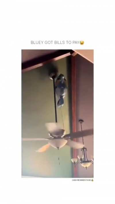 This goes here