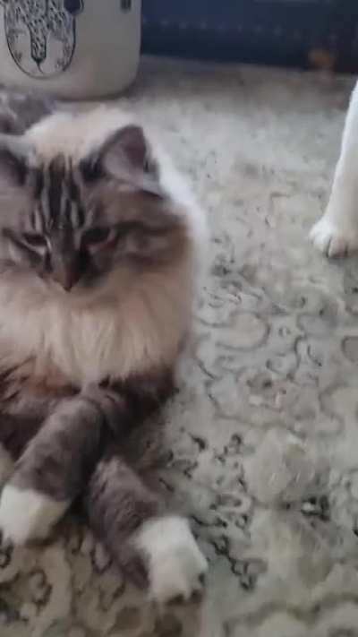 A well respected cat about his day