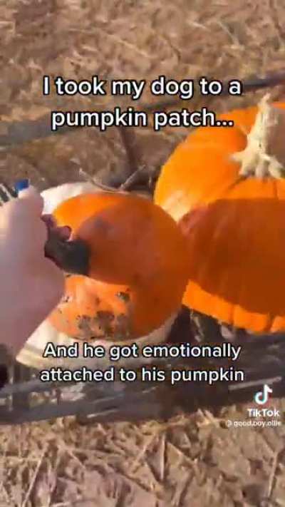 Doggy in a pumpkin patch