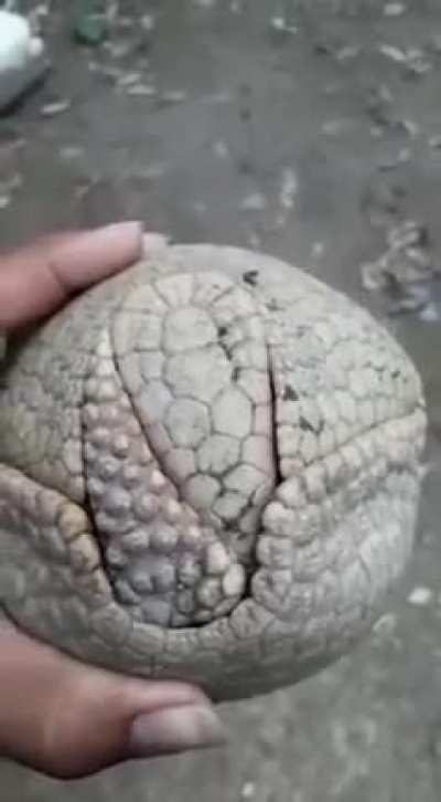 Homen prova a exist&ecirc;ncia de deus com poucas palavras apartir do animal maus lindo da natureza