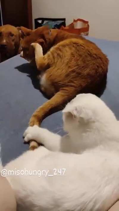Gotcha... Nope... Got... Nope... Gotch... Nope