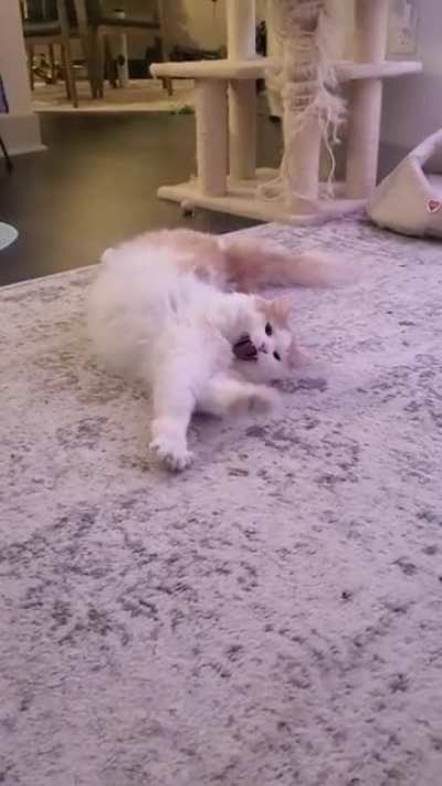 The foot kick, the little yawn, the wobble, I just can't
