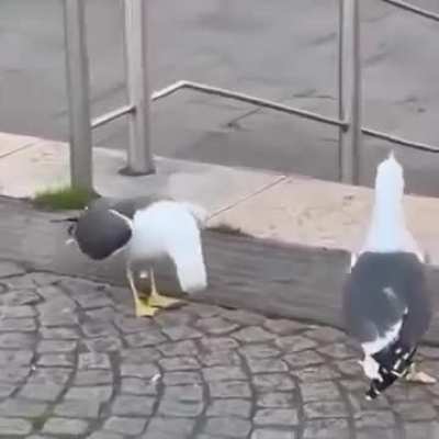 This wunk is a punk
