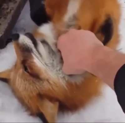 Boop (original video in comments)