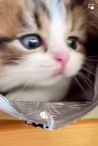 Potato Chip cat, so cute &amp;lt;3