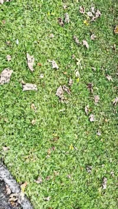 solitary patch