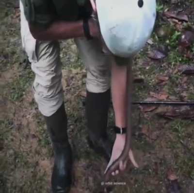 of an Earthworm.