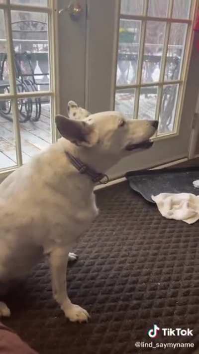 essa cadelinha &eacute; surda e aprendeu a imitar outros cachorros latindo, mas n&atilde;o sabe que deveria fazer barulho