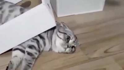"I am the box now"