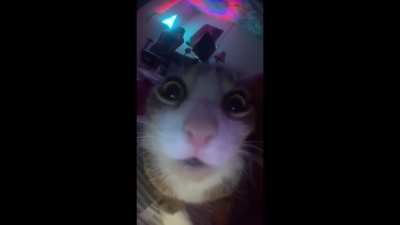 Gato