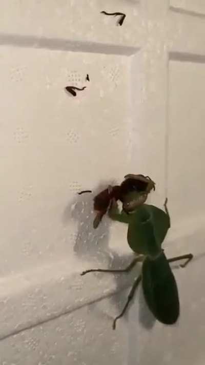The rarest praying Mantis jitsu 