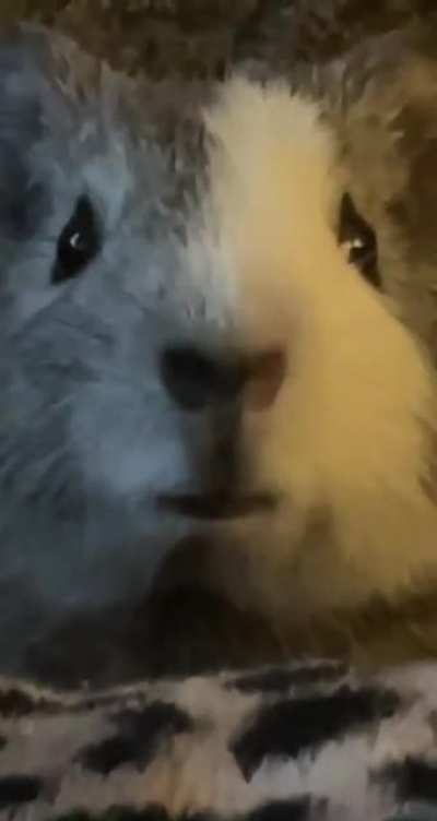 Puddn&rsquo; got caught eating her poop :&rsquo;)