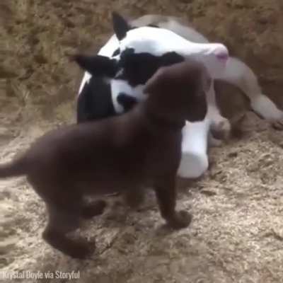Dogs are no longer man&rsquo;s best friend