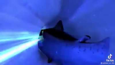 feesh slide