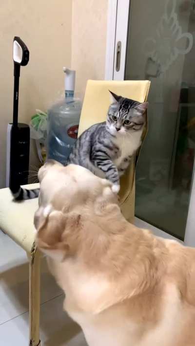 Meowk Tyson